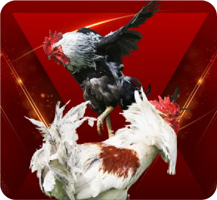789bet.net sport chicken fight
